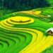 Legal Alert – Vietnam – First draft Decree on mechanisms and policies to encourage the development of rooftop solar power systems for self-consumption purpose