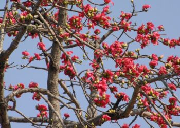 VIETNAM – NEWS AND REGULATIONS (14.03.2025)