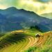 VIETNAM – NEWS AND REGULATIONS (04.04.2025)