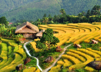 VIETNAM – NEWS AND REGULATIONS (06.06.2025)