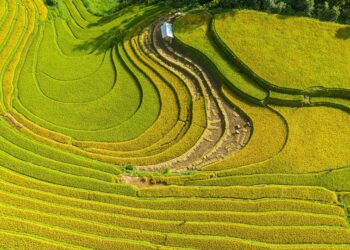 VIETNAM – NEWS AND REGULATIONS (08.08.2025)