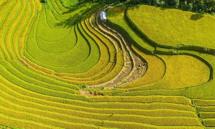 VIETNAM – NEWS AND REGULATIONS (08.08.2025)