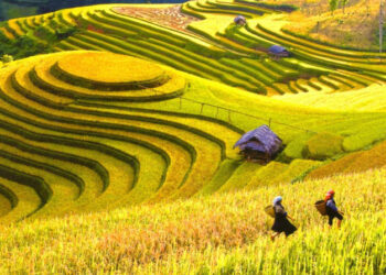 VIETNAM – NEWS AND REGULATIONS (12.09.2025)