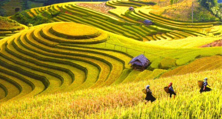 VIETNAM – NEWS AND REGULATIONS (12.09.2025)