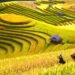 VIETNAM – NEWS AND REGULATIONS (12.09.2025)