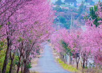 VIETNAM – NEWS AND REGULATIONS (16.01.2026)