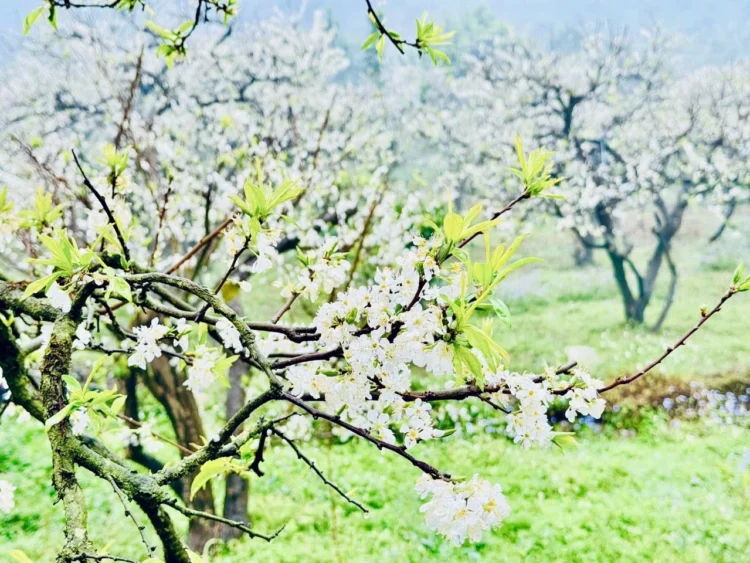 VIETNAM – NEWS AND REGULATIONS (04.04.2026)